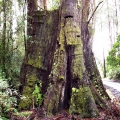 giant-tree-stump-with-springboard-slots-from-early-logging-history