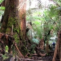 great-forest-remnant_billys-creek