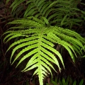 gristle-fern-morwell-national-park