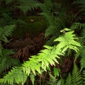 ground-ferns-morwell-national-park