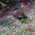 echidna-on-track