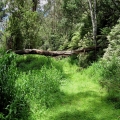 lush-green-of-road-31-in-spring