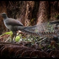 lyrebirds-are-abundant-and-their-many-songs-delight-walkers-linda-zwierlein