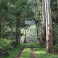 manna-gums-on-lower-billys-creek-track-morwell-national-park