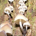 many-species-of-fungi-thrive-april-may-is-the-peak-season