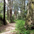 meandering-trail-through-tall-eucalypts-traralgon-creek