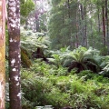 regrowth-forest-along-duff-trail