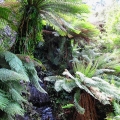 rocky-cascade-amongst-tree-ferns-road-31