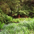spring-forget-me-nots-goombala-road