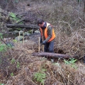 strzelecki-warm-temperate-rainforest-restoration-project-macks-creek-2009