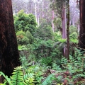 tall-timber-tarra-bulga-national-park-balook