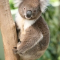 the-koalas-here-are-the-last-genetically-intact-population-remaining-in-victoria