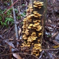 timber-killed-in-the-2009-fire-is-now-home-to-many-fungi-and-insects