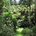 tree-ferns-are-found-along-most-of-the-track-road-31