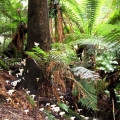 tree-ferns-fungi-abound-in-this-high-rainfall-environment