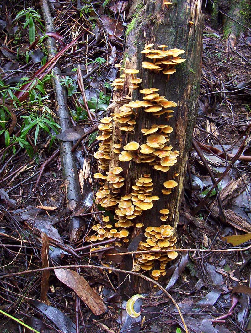 timber-killed-in-the-2009-fire-is-now-home-to-many-fungi-and-insects