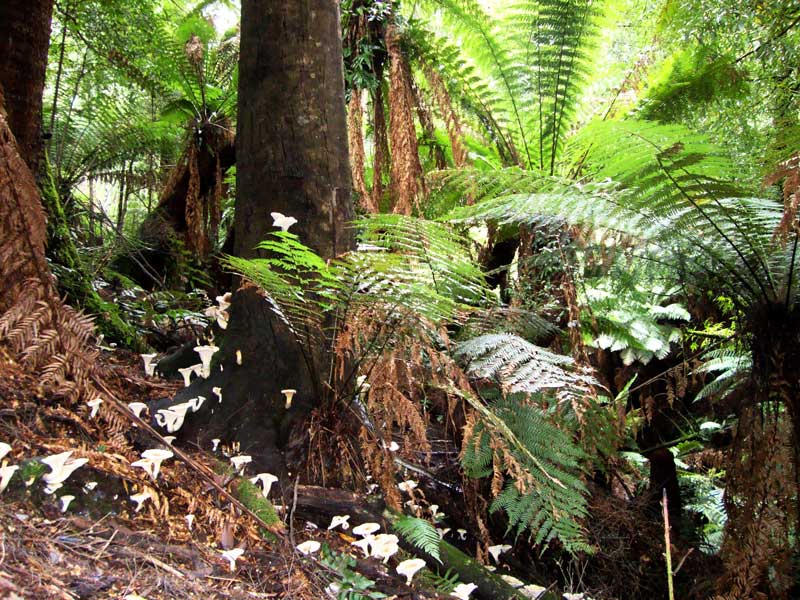 tree-ferns-fungi-abound-in-this-high-rainfall-environment