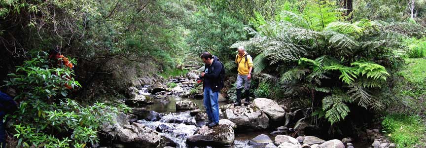 Creek Crossing